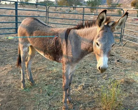 Burro Recovering Following Recent Projectile Strike on Wild Burros in the Golden State