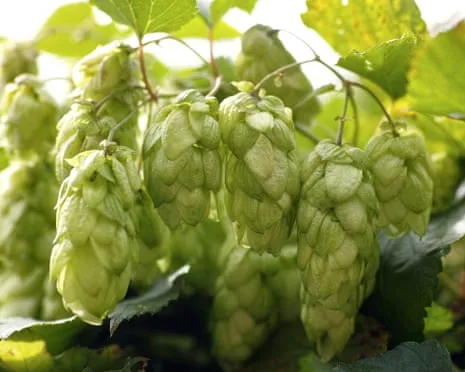 Build A Custom Brewing Corner: Nurturing Hops Proves to Be Simple and Satisfying