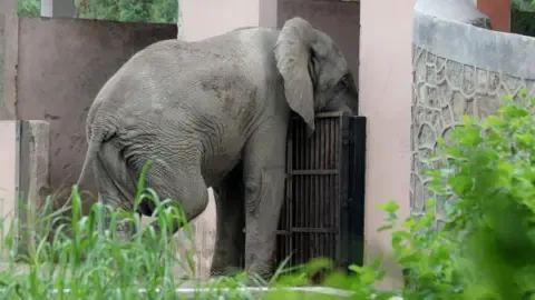 Isolated Existence and Passing of India’s Capital’s Lone African Elephant