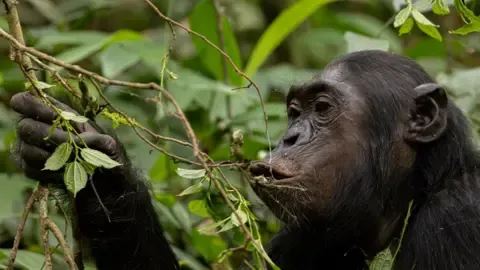Wild Chimps Drinking a Daily Dose of an Alcoholic Beverage Per Day from Overripe Fruit, Study Reveals