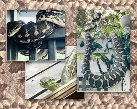 Embracing the Snakes in the Roof: A Journey from Dread to Respect