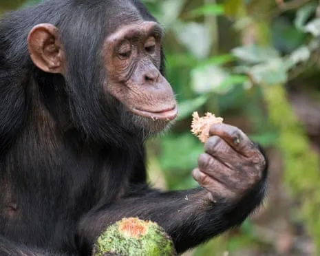 Apes Ingest Daily Alcohol Equivalent to a Pint from Ripe Figs