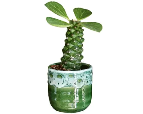 Can My Euphorbia Ever Sprout Back?