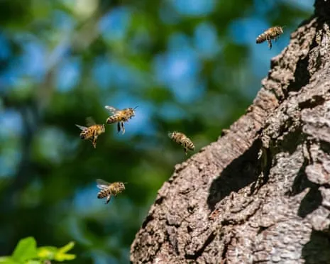 How Protecting Honeybees Could Negatively Affect Other Bee Species