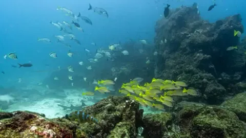 Landmark Oceans Treaty Hits Key Milestone to Take Effect