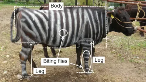 Zebra Cows and Non-Stick Cuisine Secure Humorous Research Honors