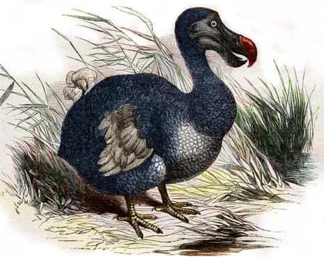 Scientists Assert They’ve Made a ‘Major Breakthrough’ in Resurrecting the Dodo for the Very First Occasion in Three Centuries